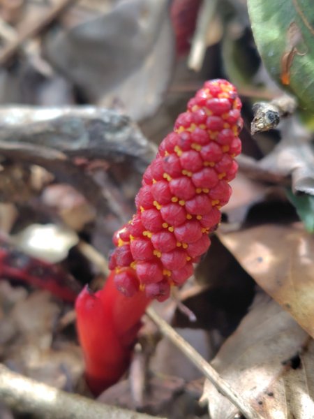 南東眼山連走有勝山2918701