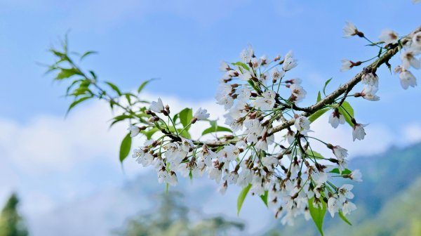 【賞花】大雪山國家森林遊樂區浪漫賞花去，雪白霧社櫻盛開登場