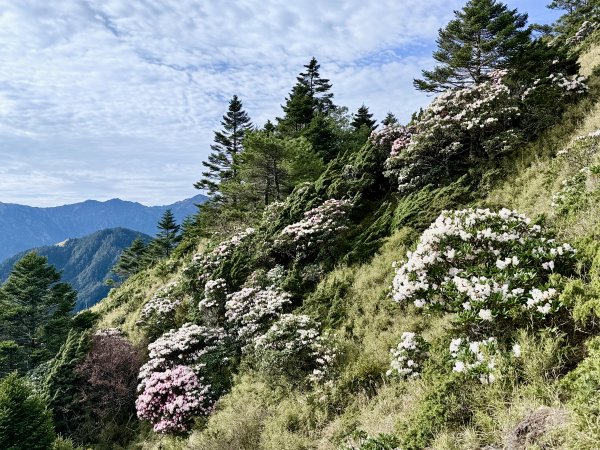 小奇萊賞杜鵑趣--與高山杜鵑的約定    2026.4.283044353
