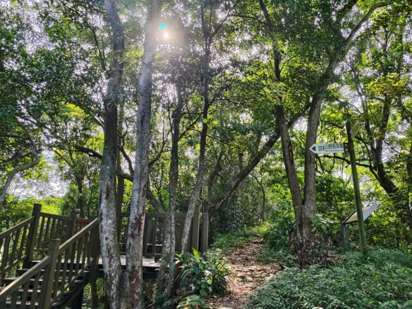 【員林】隴頂古道連走萬里長城及藤山步道O繞2871779