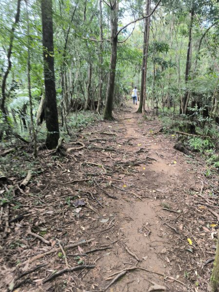 20250927微笑山線：【五分山系】望古瀑布段2896132