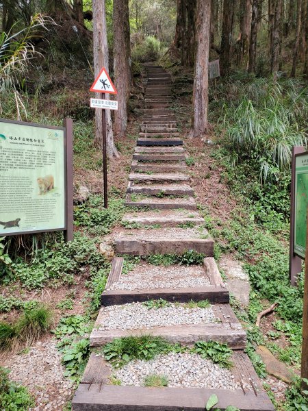 阿里山大塔山899532