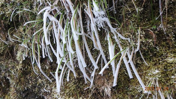 霧茫茫雪白冰封世界-太平山首度追霧淞成功202301282009458