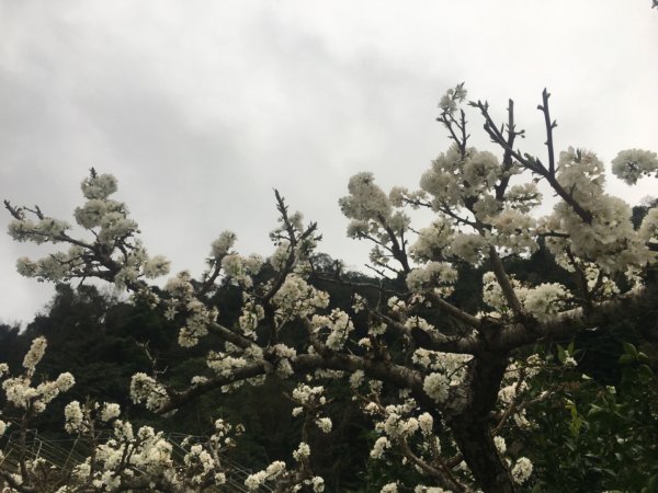 鳥嘴山（上島2708545