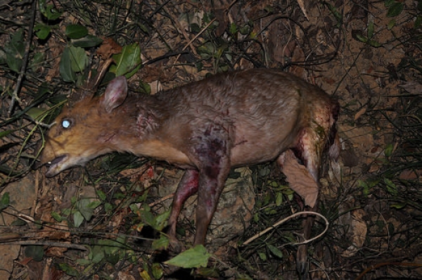 【新聞】壽山發現山羌死亡個體 疑遭流浪狗獵殺