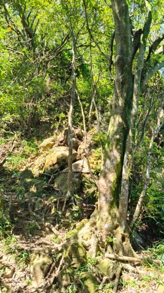 叮叮叮：一個人的微笑山線😊2917421