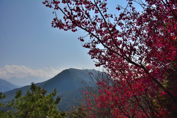 觀霧森林、加草花園1325153