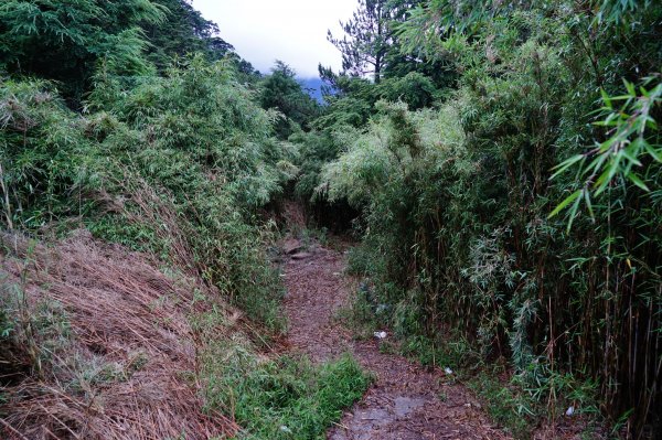 花蓮秀林鄉 奇萊主北 (成功山屋撤退篇)1052755