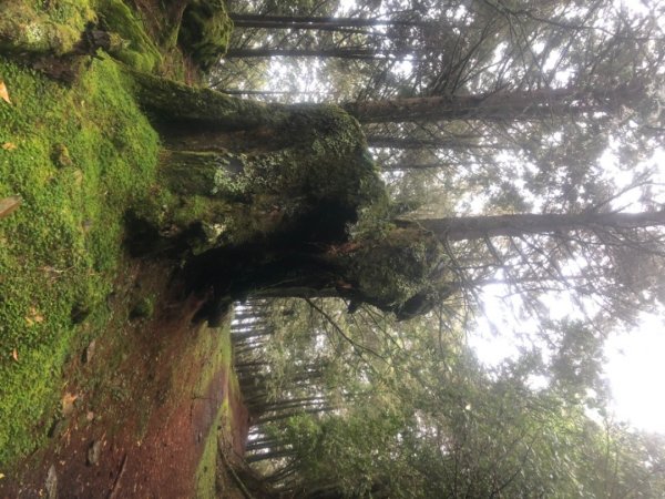 雙龍林道上巒安堂西巒大山1778992