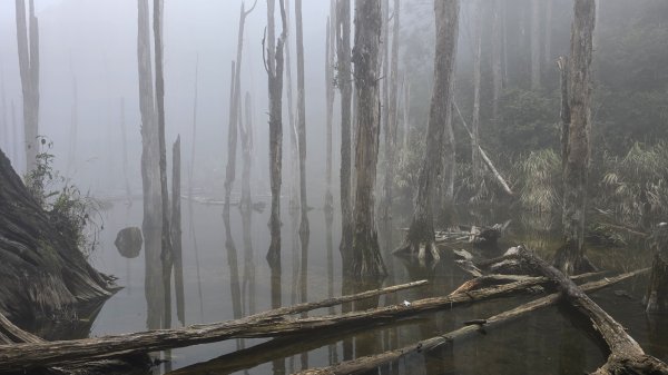 忘憂森林有一種美無法形容，雲霧繚繞，水氣朦朧，全台入園數第一名的森林遊樂區，溪頭自然教育園區2729338