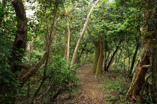 臺北 士林 玉稠湖山、石角山、白雲山、天母山2495987