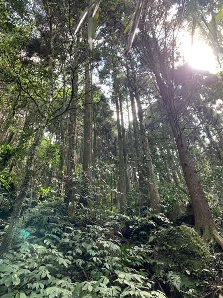 【中級山】外鳥嘴山、櫻花下啟程，盡覽石門風光1639946