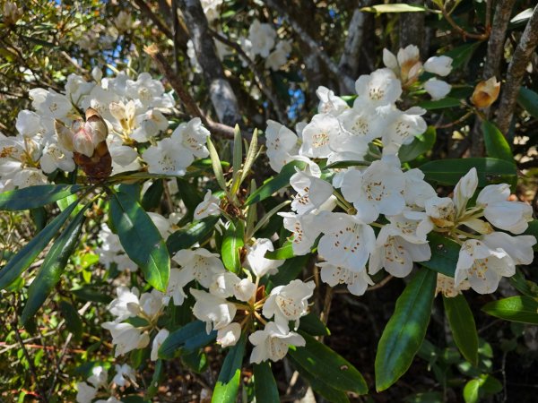 鳶嘴山杜鵑盛開2770221