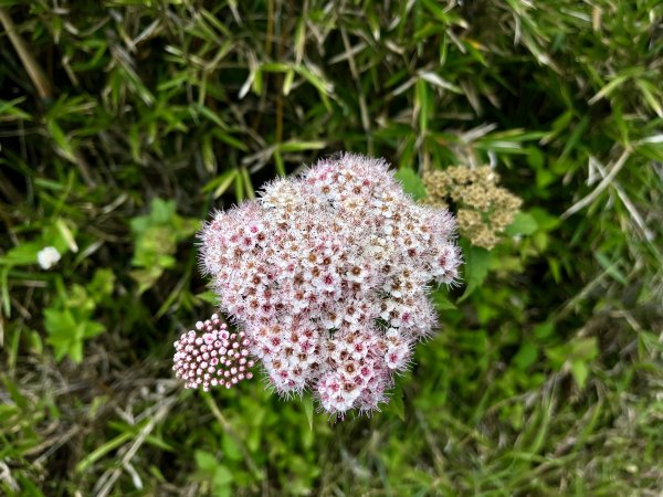 【山の紀事】高山植物花卉2224651