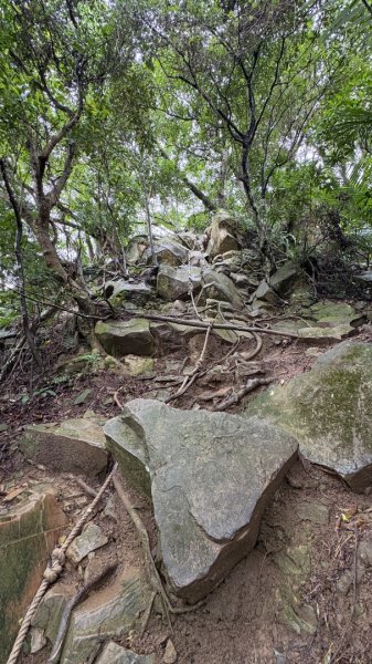 迎新（2026元旦2975550