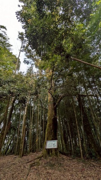 嘉南雲峰、石壁山步道3049099