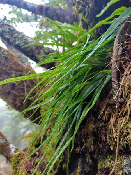 巒安堂、西巒大山2931663