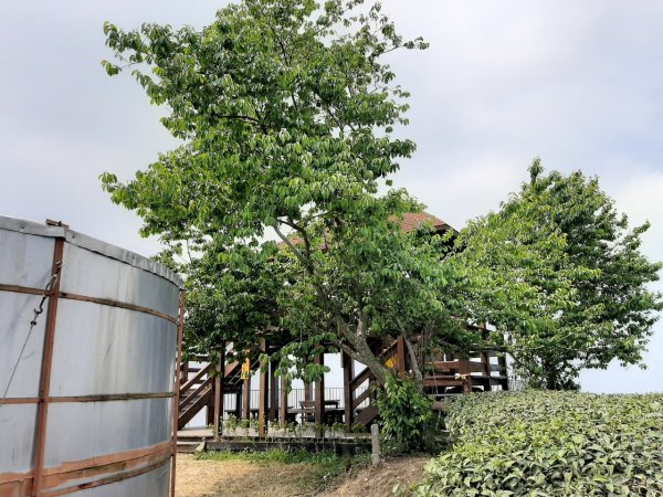 樟湖山、後棟仔山、大尖山、二尖山4山連走1337065