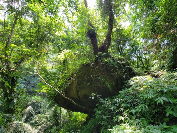 2022.07.28 石碇-紙寮坑古道縱走1782531