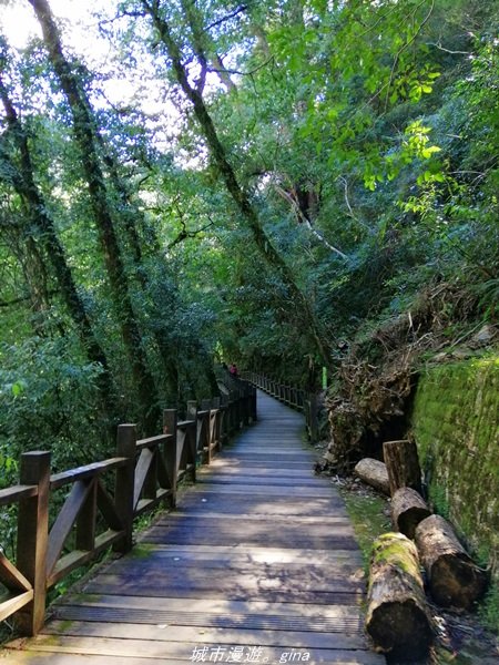 【桃園。復興】有氧森呼吸。 山迢路遠超美的拉拉山神木群步道1501127