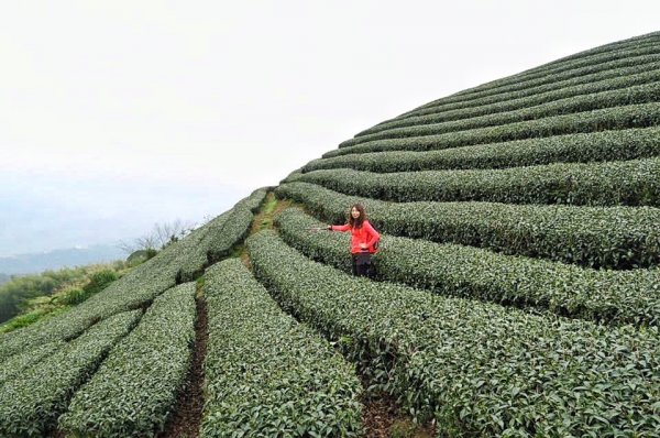 茶園之美～梨子腳山978924