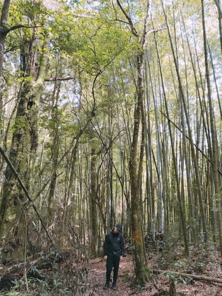 181022金柑樹山、忘憂森林步道442159