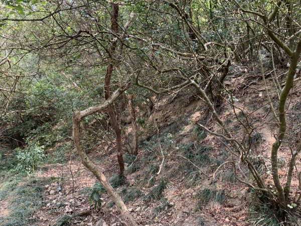 20250404屏東北獅子頭山-霧里乙山2757434