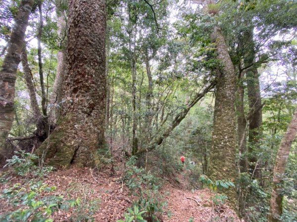 芝生毛台山、虎禮山連走封面