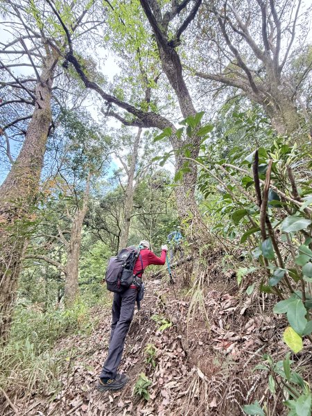 奧萬大登合流點山順撿楓樹林山.獅子頭    2025.3.112734137