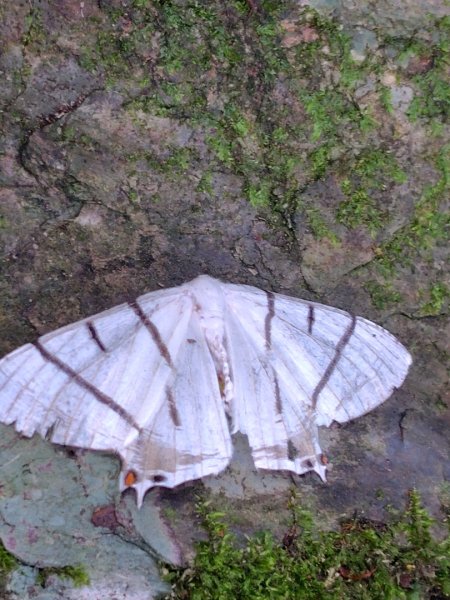 南東眼山連走有勝山2918702