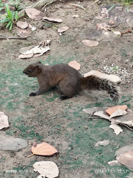 大安森林公園【走路趣尋寶】【臺北健走趣】2541544