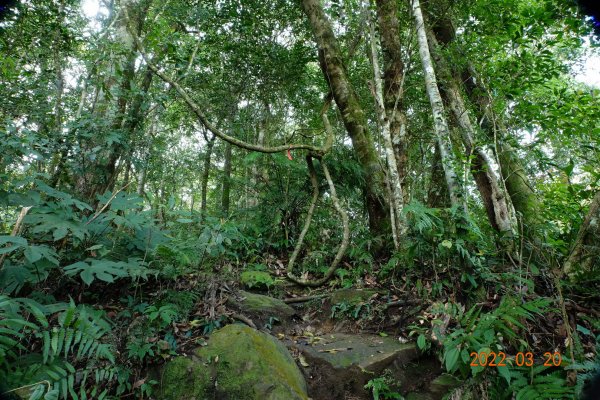 桃園 復興 那結山(那是山)1649203