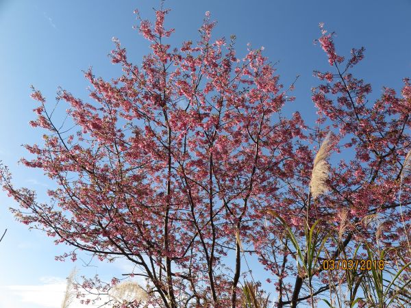 20180303 塔曼山294688