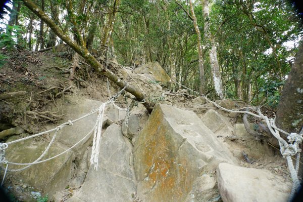 苗栗 獅潭 仙山、大窩山2984278
