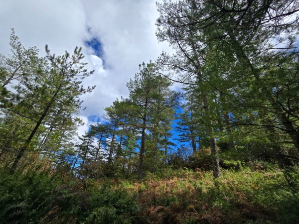 志佳陽大山／至高點／雪山大草原／瓢單山屋／四季蘭溪吊橋2927670