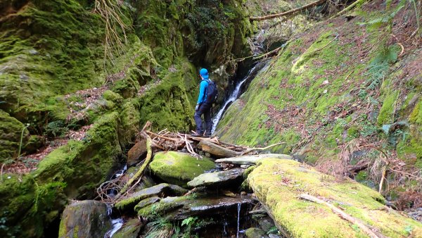 尋幽訪古遊走千年巨木和幻霧美森的樂山林道2882336