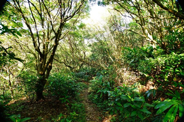 新北 瑞芳 哩咾山、南子吝山3088894