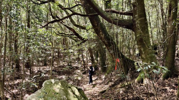 【谷關七雄】波津加接大雪山 - 越過陡坡，自見高峰3094106