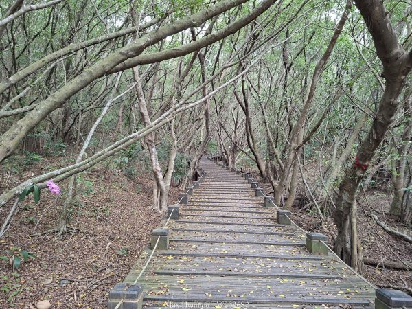 《台中》綠色隧道｜大肚環保公園登山步道O繞202604183038495