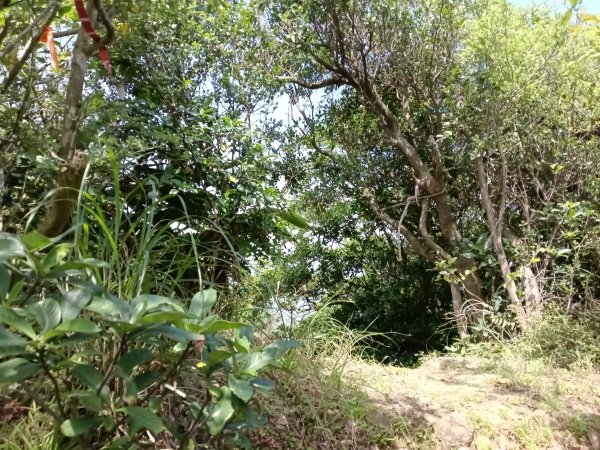 瑞芳區海園古道+鼻頭山稜+門牙岩O型2768347