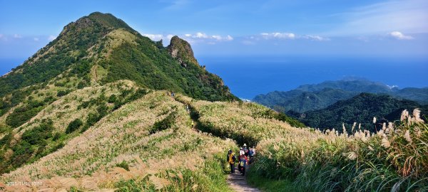 #半屏山 #芒花 11/262946036