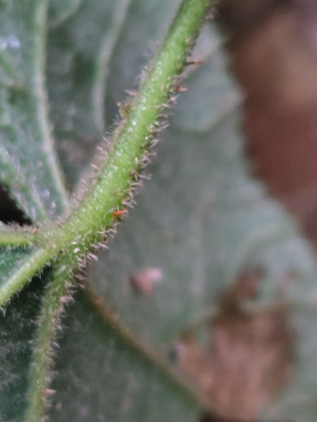 鳳鳴古道 鳳鳴山 南隘勇（南長城）古道 三湖山 八達嶺（龍骨）古道 綠色古道 延平古道2975128