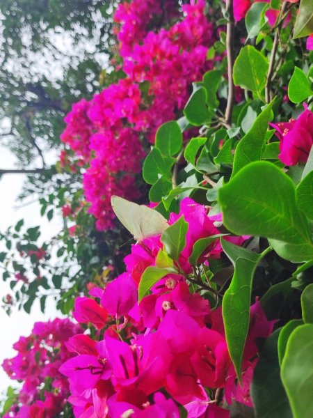 微笑山線鳶山山系2844432