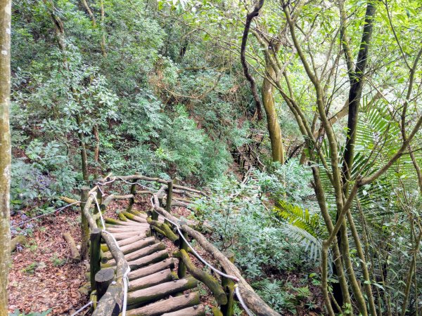 頭嵙山(小百岳#41)大坑4,5,1步道1003719