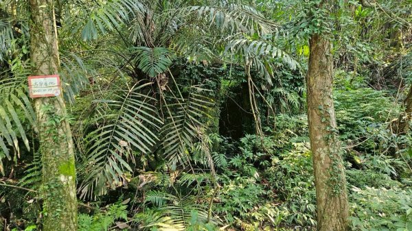 20260214五林縱走3000134