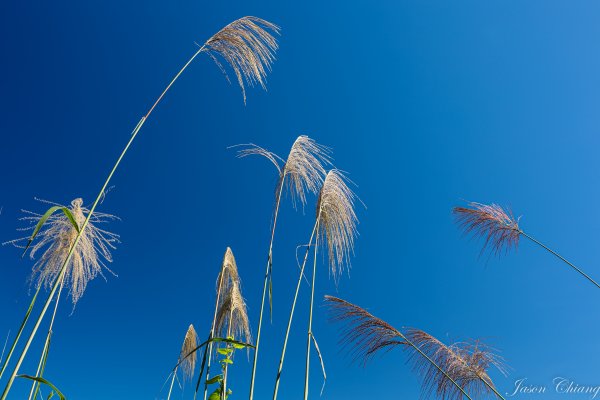 [苗栗]馬那邦山2355204