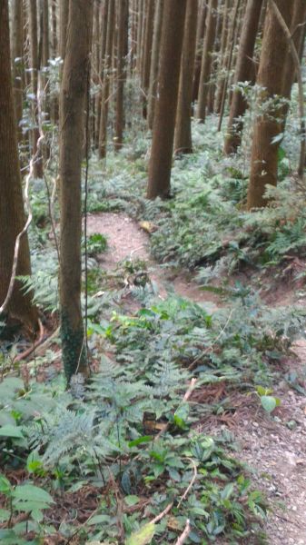 高台山+大中小島田102510