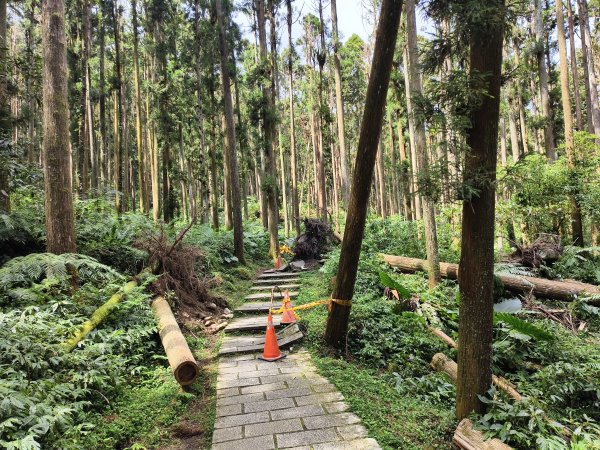 [百山百鳥尋旅-05/15] 2025_0830 溪頭賞鳥步道_銀杏步道2875552