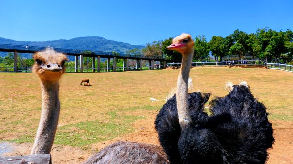 台東原生應用植物園3015263