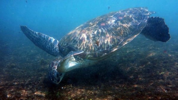 【保育】小琉球海龜上岸產卵捎來喜訊 這張照卻讓人揪心